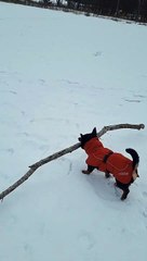 Petit chien trouve un gros bâton