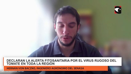 Declaran la alerta fitosanitaria por el virus rugoso del tomate en toda la región