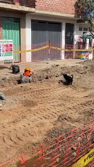 Dog Helps Excavate Construction Hole