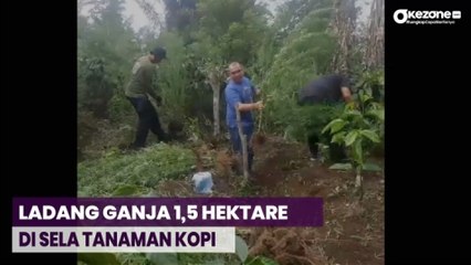 Télécharger la video: Polda Temukan 1,5 Hektare Ladang Ganja di Sela-Sela Tanaman Kopi