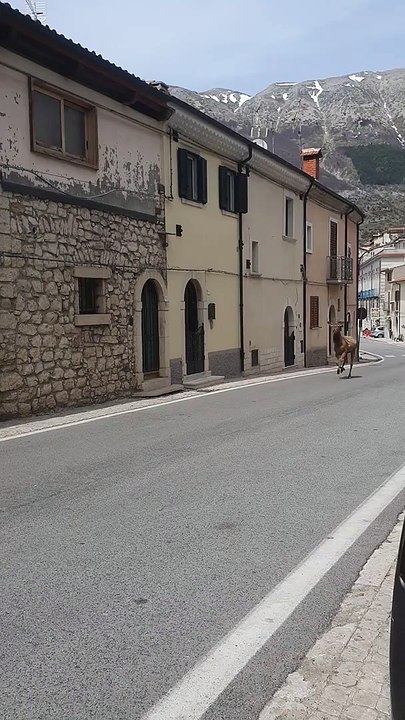 Deer Gallop Through Street
