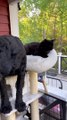 Doodle Perches In Cat Tree