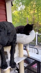 Doodle Perches In Cat Tree