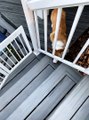 Sneaky Corgi Uses Short Stature To Bypass Gate