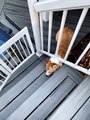 Sneaky Corgi Uses Short Stature To Bypass Gate