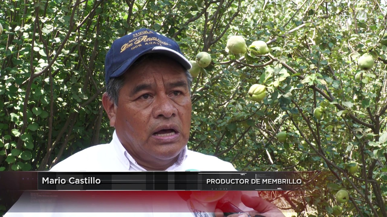 Productores de membrillo, preocupados por el "flaco" temporal en curso