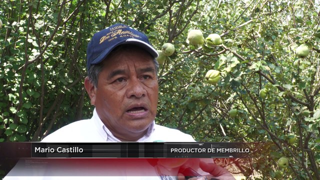 Productores de membrillo, preocupados por el flaco temporal en curso