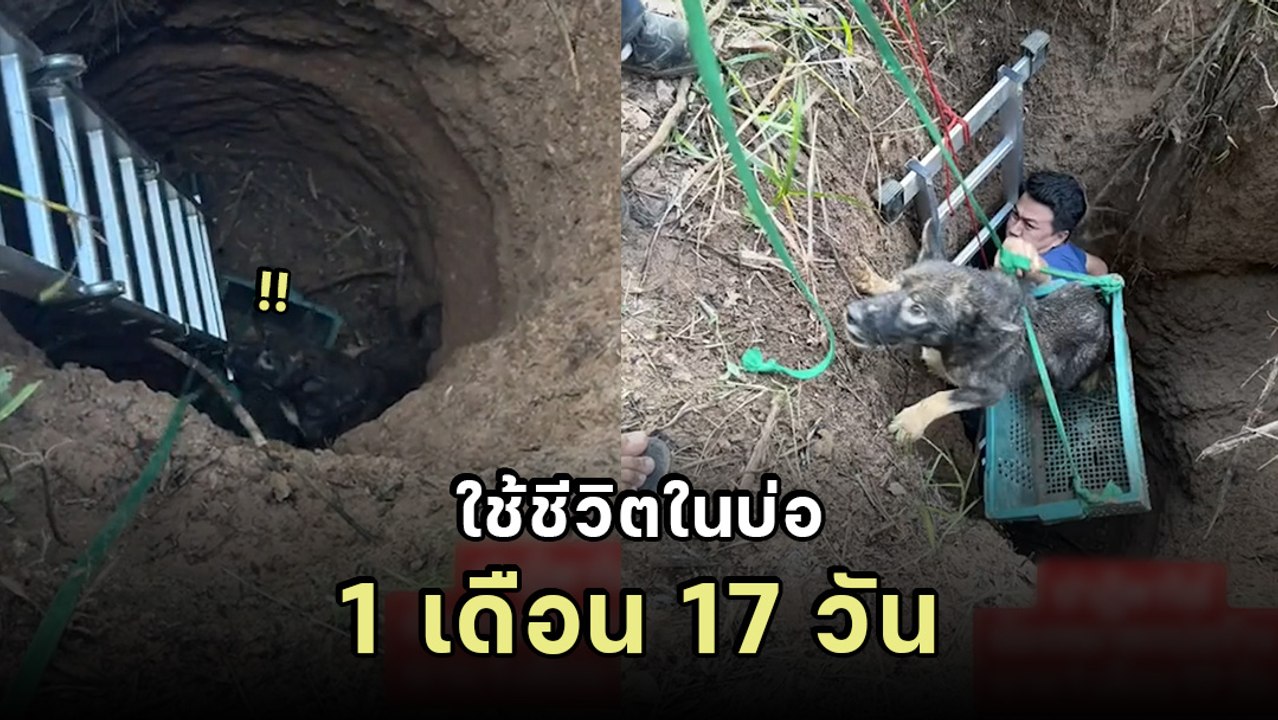 น้องอึดมาก! เจ้าของแทบขาดใจ หมาหายตัว เจอในบ่อล...