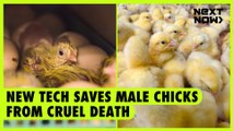 New tech saves male chicks from cruel death | NEXT NOW
