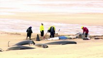 Mass stranding in Scotland kills more than 50 whales