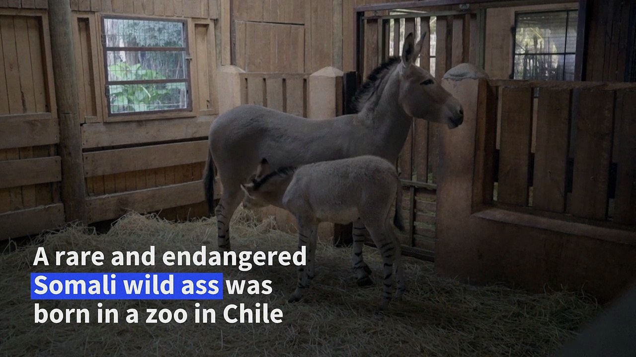 Rare Somali wild ass born in Chile zoo