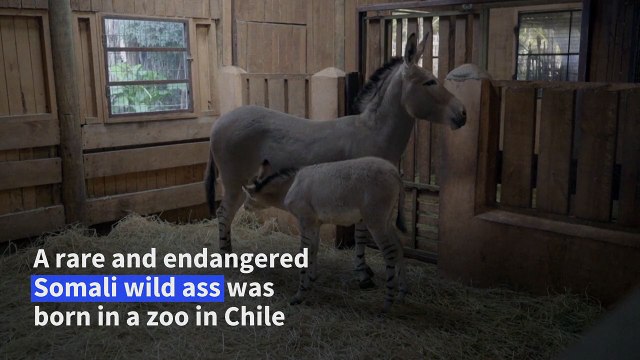Rare Somali wild ass born in Chile zoo