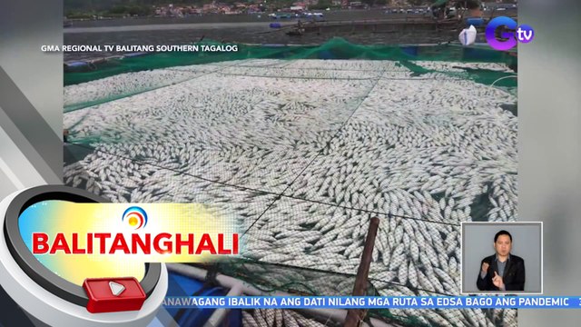 BFAR-CALABARZON: 300 tonelada ng bangus at tilapia sa Taal Lake, nangamatay dahil sa pabago-bagong klima | BT