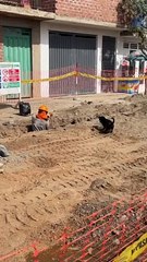 Dog Helps Excavate Construction Hole