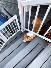 Sneaky Corgi Uses Short Stature To Bypass Gate