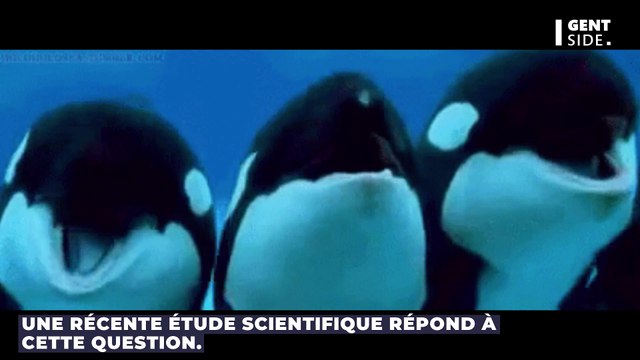 Orques et dauphins peuvent-ils évoluer pour s’adapter à la vie terrestre ? Une étude répond !