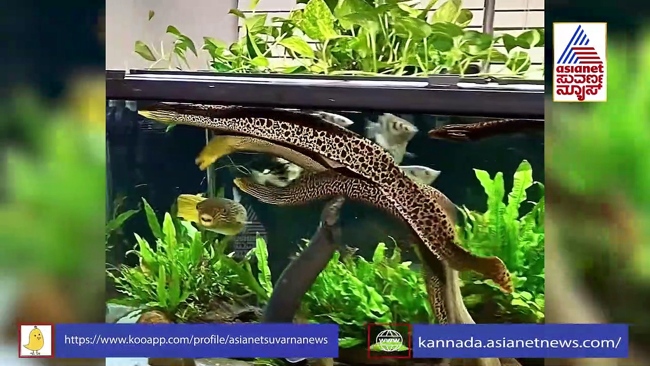 ಸುರತ್ಕಲ್ ಬೀಚ್‌ನಲ್ಲಿ ಅಪರೂಪದ ಮೀನು ಪತ್ತೆ: ಕಪ್ಪು ಚುಕ್ಕೆಗಳಿಂದ ಹಾವಿನಂತಿರುವ ಮೀನು..!