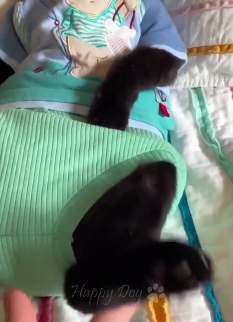 Funny animals - Funny cats _ dogs - Funny animal