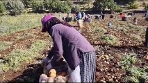 Mardin'de 320 dönüm patates tarlasından günde 200-300 ton hasat yapılıyor