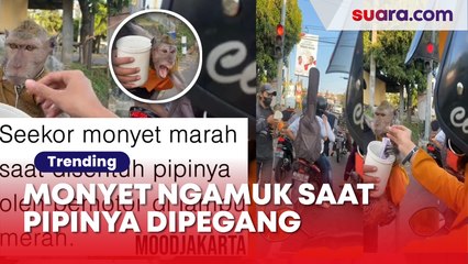 Moment Monyet Ngamuk, saat Pipinya Disentuh, Warganet: Jangan Pegang Pipi, Nanti Jerawatan loh!