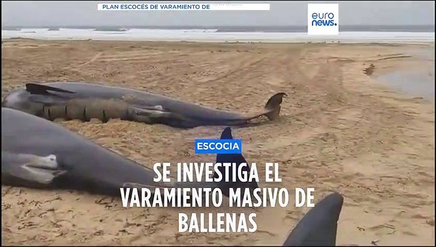 ¿Qué pasó con las 55 ballenas que quedaron varadas y murieron en una playa de Escocia?
