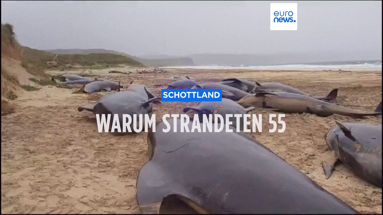 Schottland: Warum strandeten 55 Grindwale an der Küste der Isle of Lewis?