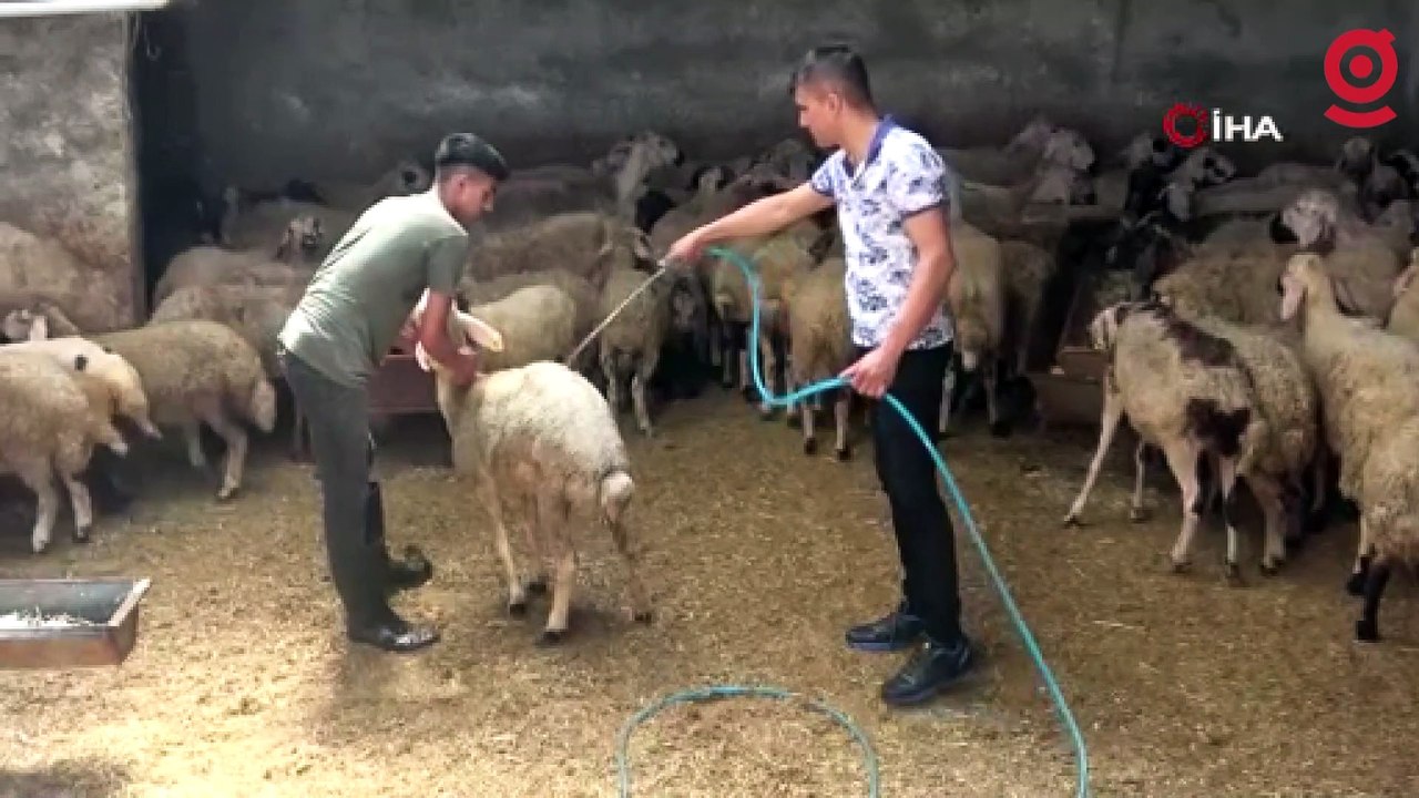 Adana'da sıcaklık 52 dereceye ulaştı, besiciler koyunları soğuk suyla yıkadı