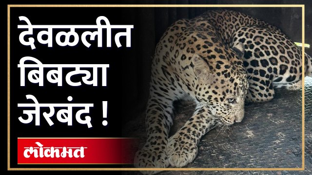 देवळाली परिसरात मुक्त संचार करणारा ' बिबट्या अखेर जेरबंद