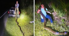 Vidéo : un chasseur de serpent capture un python birman gigantesque, des images terrifiantes