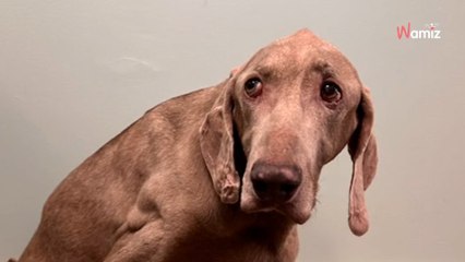 Il abandonne son chien qui a passé 20 ans à ses côtés : le refuge met les points sur les « i » (vidéo)