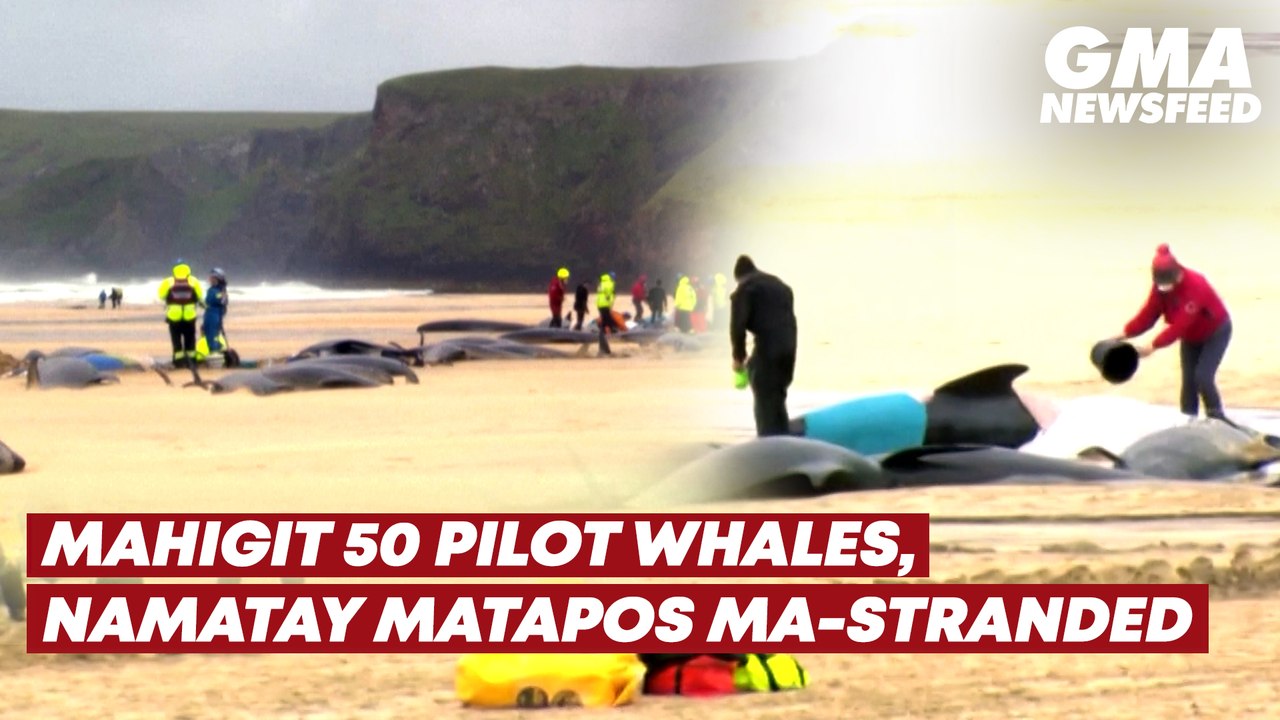 Mahigit 50 pilot whales, namatay matapos ma-stranded | GMA News Feed
