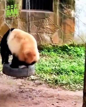 Chấn động drama “sập phòng” giới Pandabiz: Người chăm sóc gấu trúc Manh Lan ngủ với fan gấu trúc dẫn tới cấn bầu, Fan “sang chấn tâm lý” khi biết “vú em” từng đối xử thô bạo với gấu trúc Manh Lan | Điện Ảnh Net