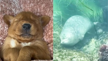 These Sleepy Animals Are ADORABLE!