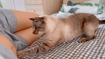 Vidéo mignonne : un chat découvre que sa propriétaire est enceinte.