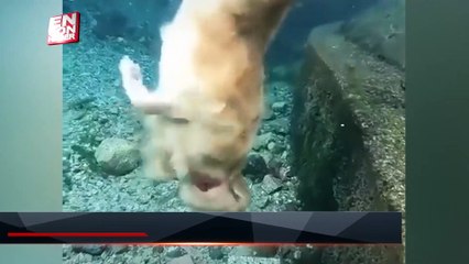 Sahibinin attığı taşı suyun altından çıkaran sevimli köpek