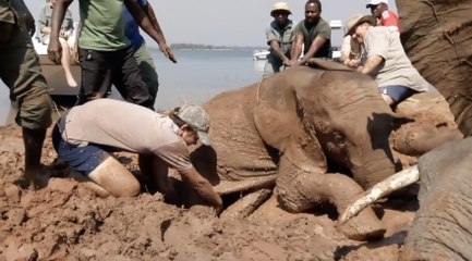 Baby Elephant Rescued From Mud Pit In Zimbabwe | Wild-ish TV