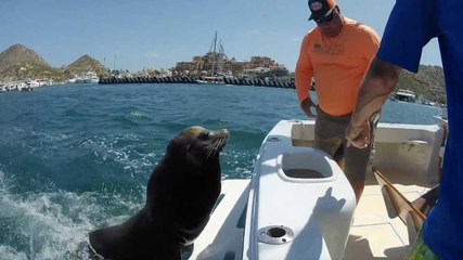 Friendly Sea Lions Come To Say Hello | Wild-ish TV