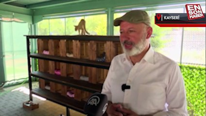 'Kedi Kasabası'nda kedilere haftanın iki günü özel bakım yapılıyor