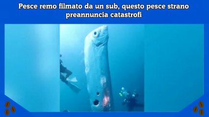 Pesce remo filmato da un sub, questo pesce strano preannuncia catastrofi