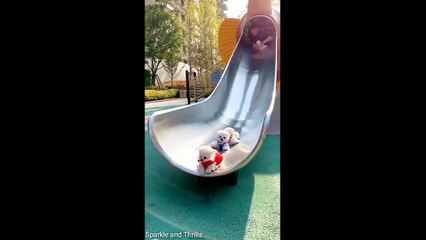 Laugh-a-Minute Animals The Funniest Compilation Ever