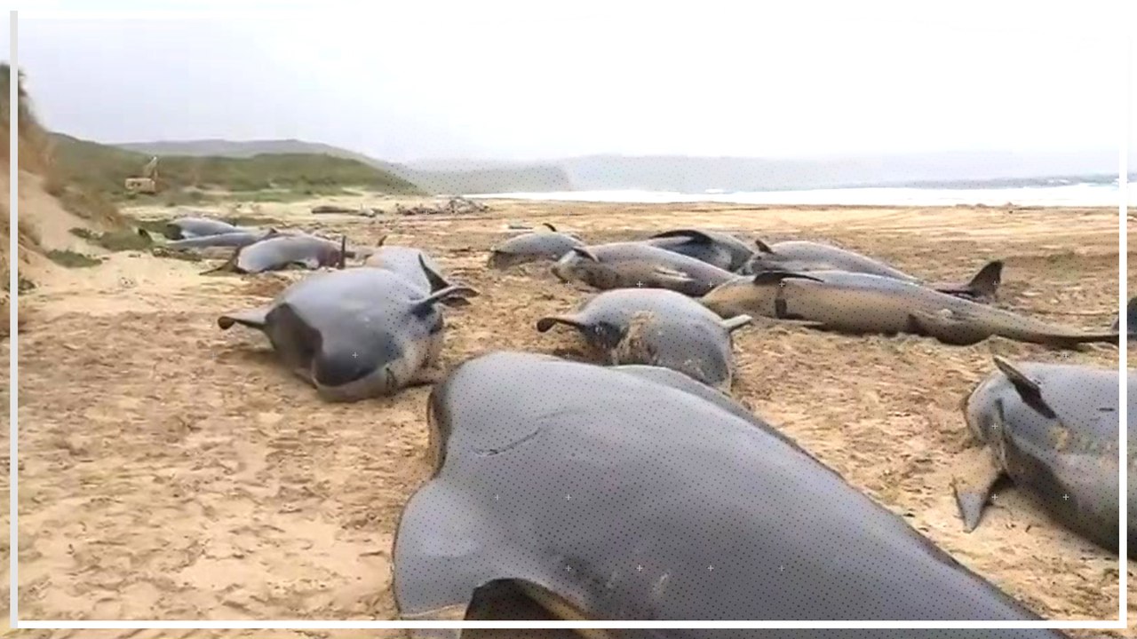 Dutzende Wale an schottischem Strand verendet