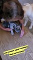 Adorable Overload: Delighted Children Surprised with a Puppy!