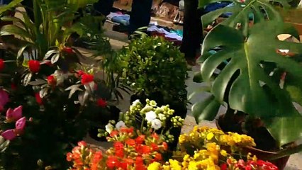 Caminata por la feria vecinal, Tacuarembó, Uruguay (domingo 16/07/2023)