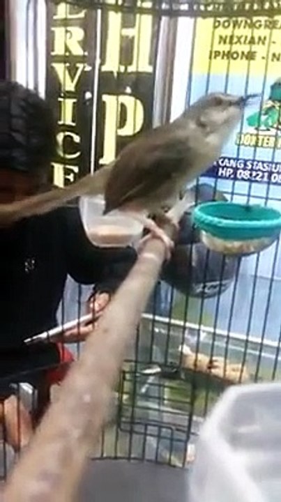 Ini Ciblek Gunung Apa Senapan Serbu Jenis AK