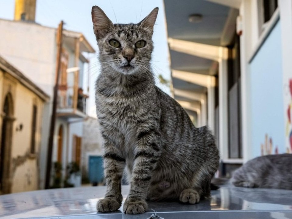 Zypern: hunderttausende katzen sterben an corona-mutation