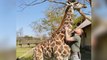 Heartwarming Rescue: Meet the Heroic Man Who Saved a Giraffe's Life