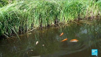 'The sponge city': Berlin is striving to absorb and collect rainwater