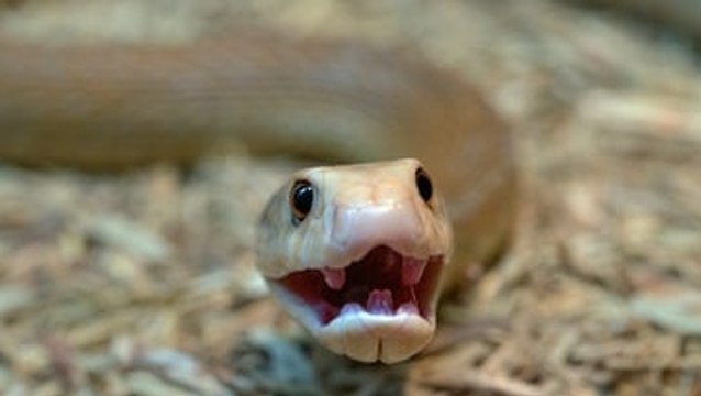 Las Altas Temperaturas Aumentan Las Mordeduras De Serpiente A Humanos