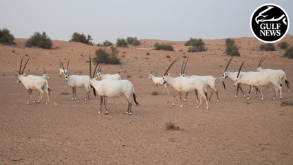 Dubai Desert Conservation Reserve