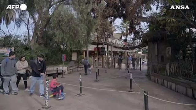 Cile, cucciolo di asino somalo nuova attrazione allo zoo di Buin